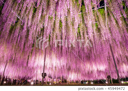 Ashikaga Flower Park Otoso light up (Ashiga, Tochigi) April 2018 45949472