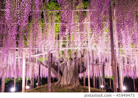 足利花卉公園Otoso點亮（Ashiga，Tochigi）2018年4月 45949473