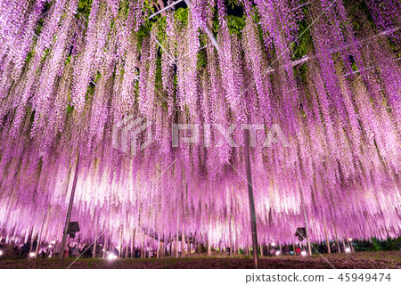 足利花卉公園Otoso點亮(Ashiga,Tochigi)2018年4月 足利花卉公園Otoso點亮(Ashiga,Tochigi)2018年4月 45949474