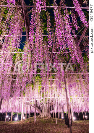 Ashikaga Flower Park Otoso light up (Ashiga, Tochigi) April 2018 45949477