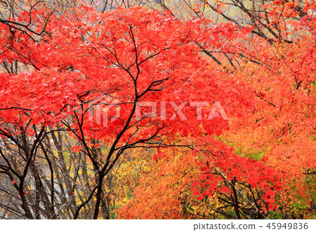猩紅楓Ikaho Onsen Yumoto 猩紅楓Ikaho Onsen Yumoto 45949836