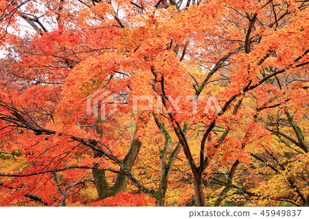 秋葉Momiji Ikaho Onsen Yumoto 秋葉Momiji Ikaho Onsen Yumoto 45949837