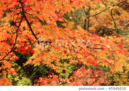 秋葉Momiji Ikaho Onsen Yumoto 秋葉Momiji Ikaho Onsen Yumoto 45949838
