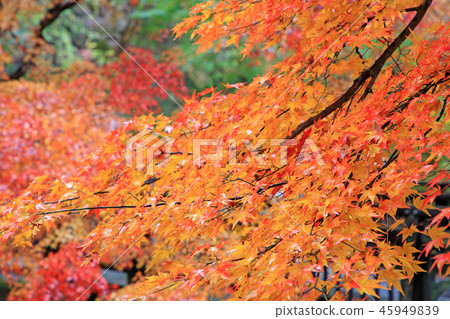 秋葉Momiji Ikaho Onsen Yumoto 秋葉Momiji Ikaho Onsen Yumoto 45949839
