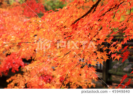 秋葉Momiji Ikaho Onsen Yumoto 秋葉Momiji Ikaho Onsen Yumoto 45949840