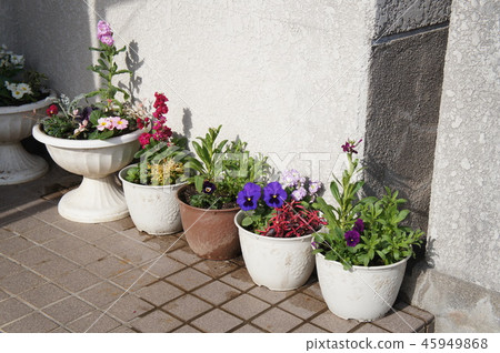 Kardening (leaf peony planting) 45949868