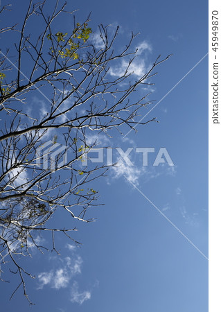 Dead tree 45949870