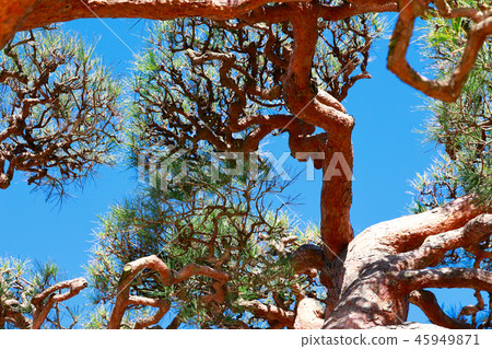 Pine 45949871