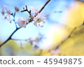 Autumn and cherry blossoms 45949875