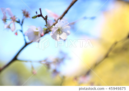 Autumn and cherry blossoms Autumn and cherry blossoms 45949875