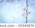 October cherry tree 45949876