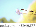 Autumn with autumn leaves and cherry blossoms 45949877