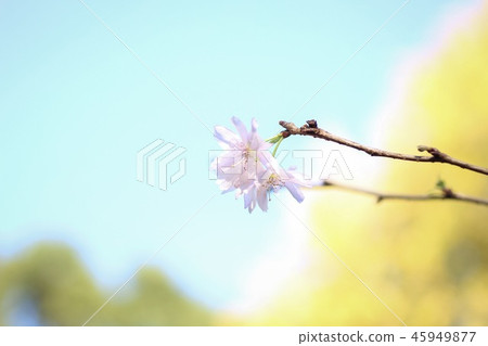 Autumn with autumn leaves and cherry blossoms Autumn with autumn leaves and cherry blossoms 45949877