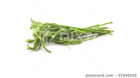 Leucaena on white Background Leucaena on white Background 45949938