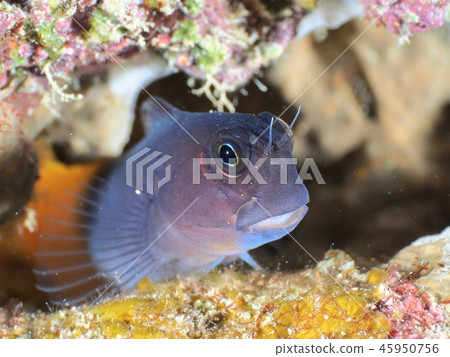 Joe Fish @Ishigaki Island 45950756