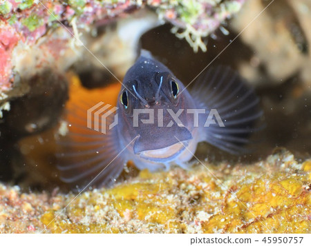 Joe Fish @ Ishigaki Island Joe Fish @ Ishigaki Island 45950757