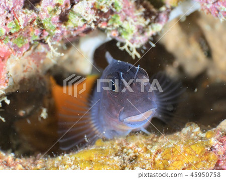 Joe Fish @Ishigaki Island 45950758