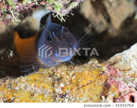 Joe Fish @Ishigaki Island 45950764