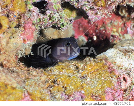 Joe Fish @Ishigaki Island Joe Fish @Ishigaki Island 45951701