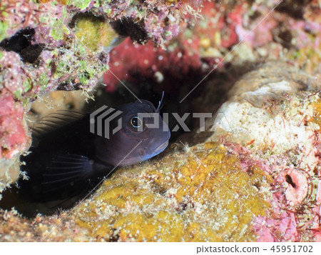 Joe Fish @ Ishigaki Island Joe Fish @ Ishigaki Island 45951702