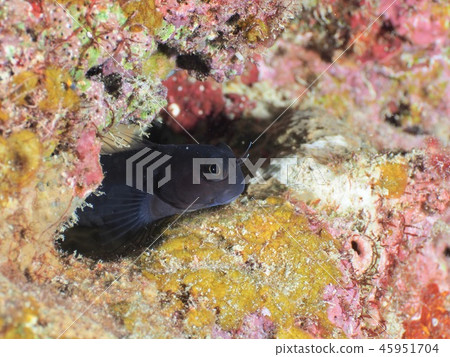 Joe Fish @ Ishigaki Island 45951704