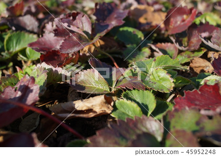 Strawberry leaves Strawberry leaves 45952248
