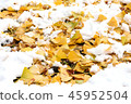 Snow and leaves of ginkgo 45952504