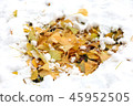 Snow and leaves of ginkgo 45952505