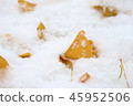 Snow and leaves of ginkgo 45952506