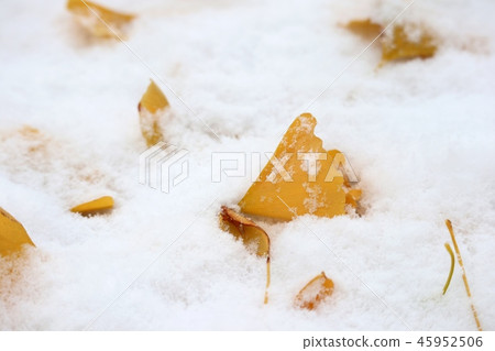 Snow and leaves of ginkgo Snow and leaves of ginkgo 45952506