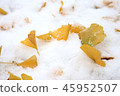 Snow and leaves of ginkgo 45952507