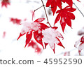 Snow and Momiji 45952590