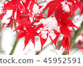 Snow and Momiji 45952591