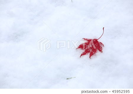 雪和Momiji 45952595
