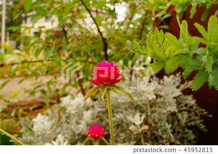 千日紅白菊花和植物2 千日紅白菊花和植物2 45952815