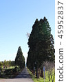 Poplar a tree 45952837
