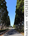 Poplar a tree 45952838