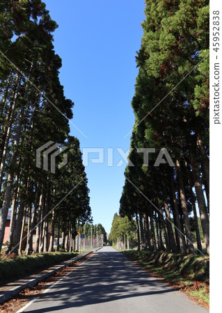 Poplar a tree Poplar a tree 45952838