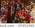 Autumn leaves 45952940