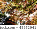 Autumn leaves 45952941