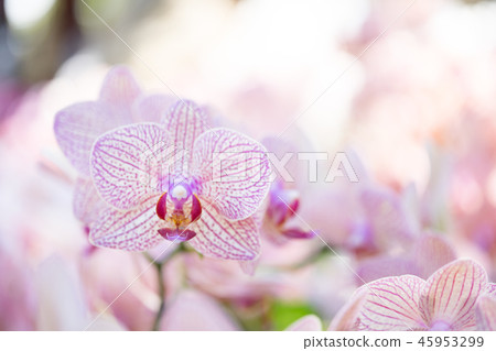 紫色蘭花花。一朵爬行的蘭花,各種各樣的花。阿里(Ari),花蕾,花蕾,flower片。 紫色蘭花花。一朵爬行的蘭花,各種各樣的花。阿里(Ari),花蕾,花蕾,flower片。 45953299