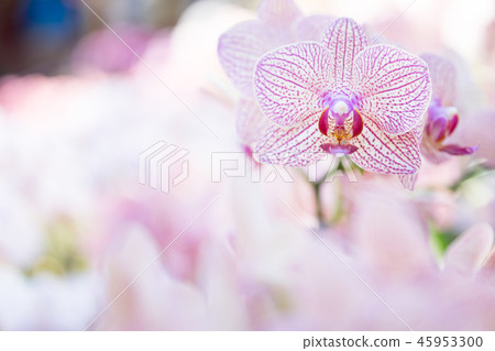 Purple orchid flower. A crawling orchid, a variety of individual flowers. Ari, flower buds, flower buds, flower bracts. 45953300