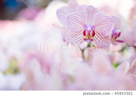 紫色蘭花花。一朵爬行的蘭花,各種各樣的花。阿里(Ari),花蕾,花蕾,flower片。 紫色蘭花花。一朵爬行的蘭花,各種各樣的花。阿里(Ari),花蕾,花蕾,flower片。 45953301