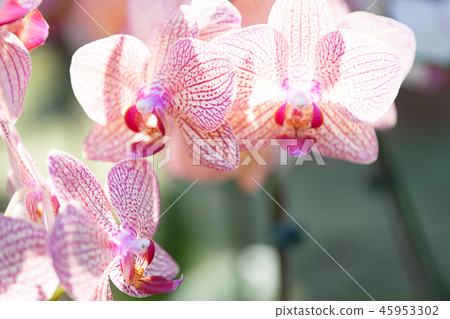 紫色蘭花花。一朵爬行的蘭花,各種各樣的花。阿里(Ari),花蕾,花蕾,flower片。 紫色蘭花花。一朵爬行的蘭花,各種各樣的花。阿里(Ari),花蕾,花蕾,flower片。 45953302