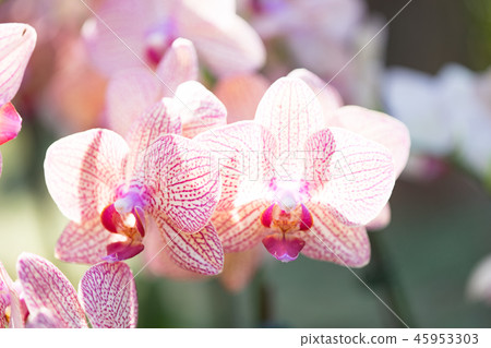 紫色蘭花花。一朵爬行的蘭花，各種各樣的花。阿里（Ari），花蕾，花蕾，flower片。 45953303