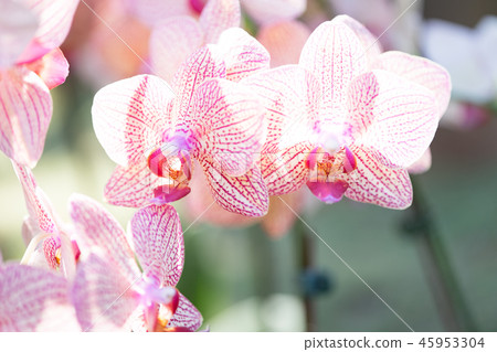 Purple orchid flower. A crawling orchid, a variety of individual flowers. Ari, flower buds, flower buds, flower bracts. Purple orchid flower. A crawling orchid, a variety of individual flowers. Ari, flower buds, flower buds, flower bracts. 45953304