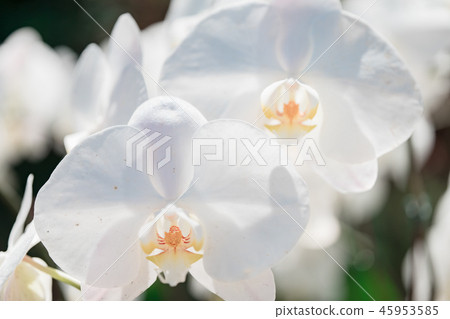 White orchid flower. Crawling individual flower varieties Kotoran orchid and butterflies. Ari, flower buds, flower buds, flower bracts. White orchid flower. Crawling individual flower varieties Kotoran orchid and butterflies. Ari, flower buds, flower buds, flower bracts. 45953585
