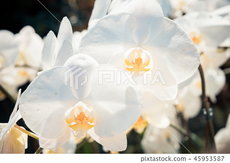 White orchid flower. Crawling individual flower varieties Kotoran orchid and butterflies. Ari, flower buds, flower buds, flower bracts. White orchid flower. Crawling individual flower varieties Kotoran orchid and butterflies. Ari, flower buds, flower buds, flower bracts. 45953587
