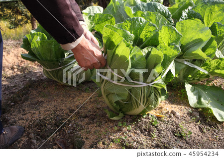 大白菜的冷措施 45954234