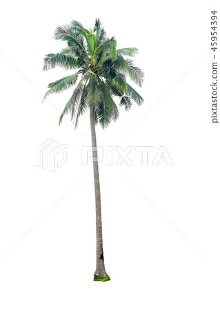 coconut tree isolate coconut tree isolate 45954394